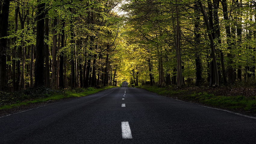 Highway, forest, tree, road, spring , , , background, 9dc11d, Spring Street HD wallpaper