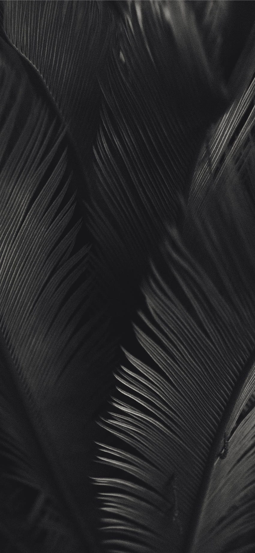 palm tree iPhone X, Black and White Palm Tree HD phone wallpaper
