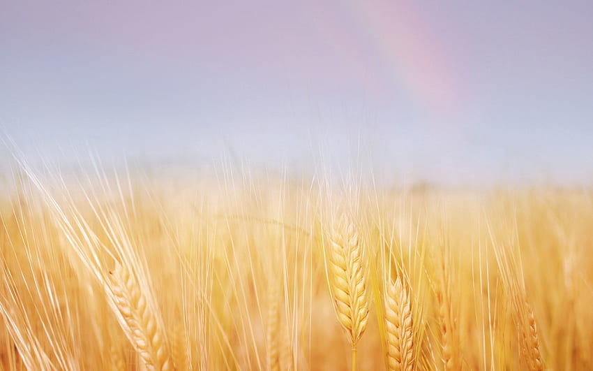 Nature, Sky, Wheat, Rainbow, Gold, Field, Ears, Golden, Spikes HD wallpaper