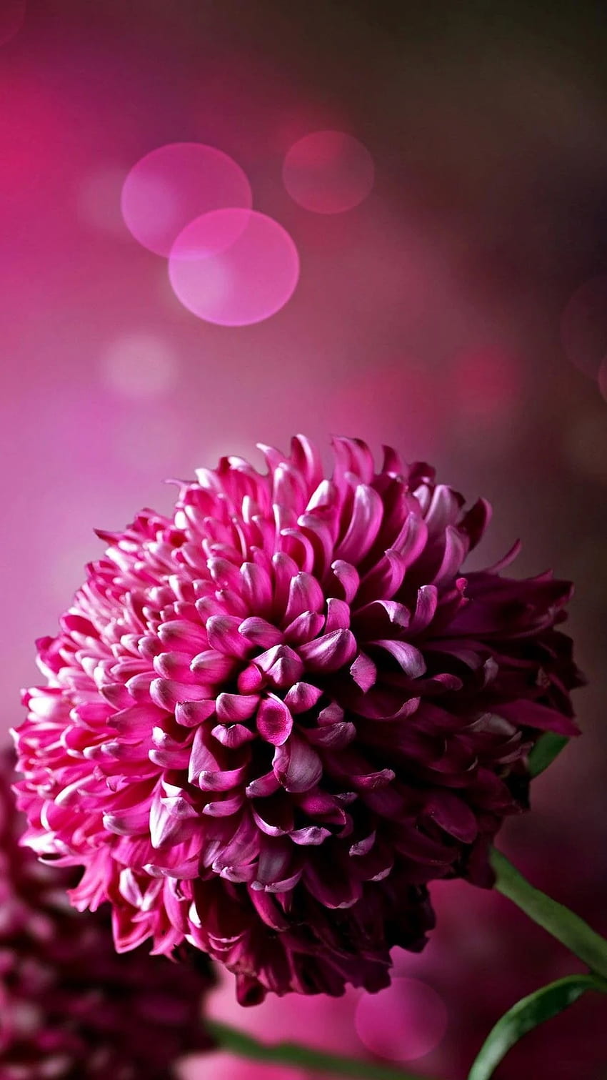 flower wallpapers for mobile phones