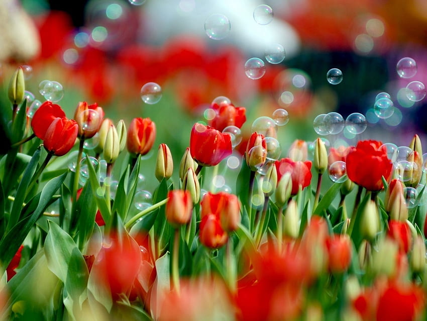 พืช, ดอกไม้, ดอกทิวลิป วอลล์เปเปอร์ HD