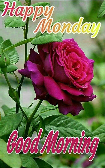 Monday Blessings . Good Morning Monday Blessings, Cute Monday HD phone ...