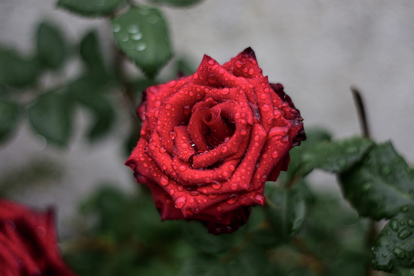 Krople, Makro, Kwiat Róży, Róża, Pączek Tapeta HD