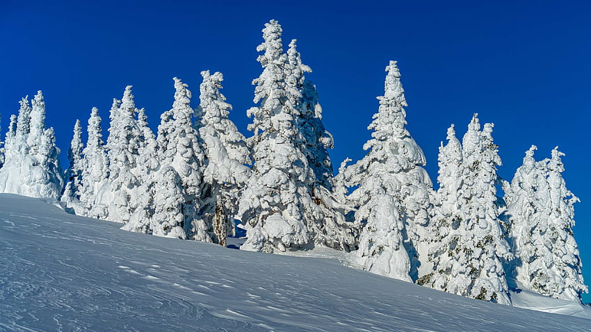 Beautiful Snow Covered Frozen Trees Field In Blue Sky Background During ...