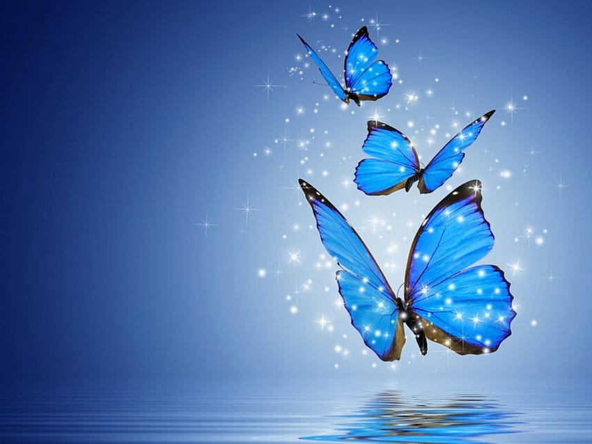 Blue Butterfly , & background, New Butterfly HD wallpaper