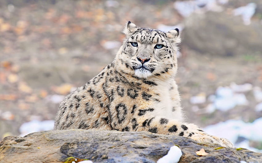 Animales, Leopardo de las nieves, Roca, Acostarse, Mentira, Depredador, Piedra fondo de pantalla