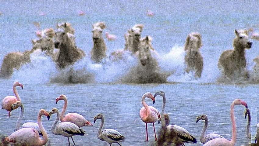 Cavalos selvagens correm para a alimentação de flamingos, lindos cavalos correm soltos papel de parede HD