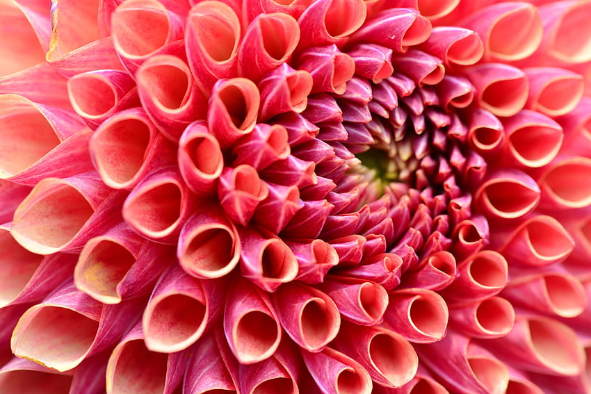 Dahlia, Macro, Flower, Petals HD wallpaper