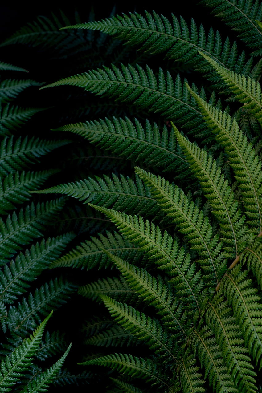 Branches de fougère, vert clair et vif, feuilles Fond d'écran de téléphone HD