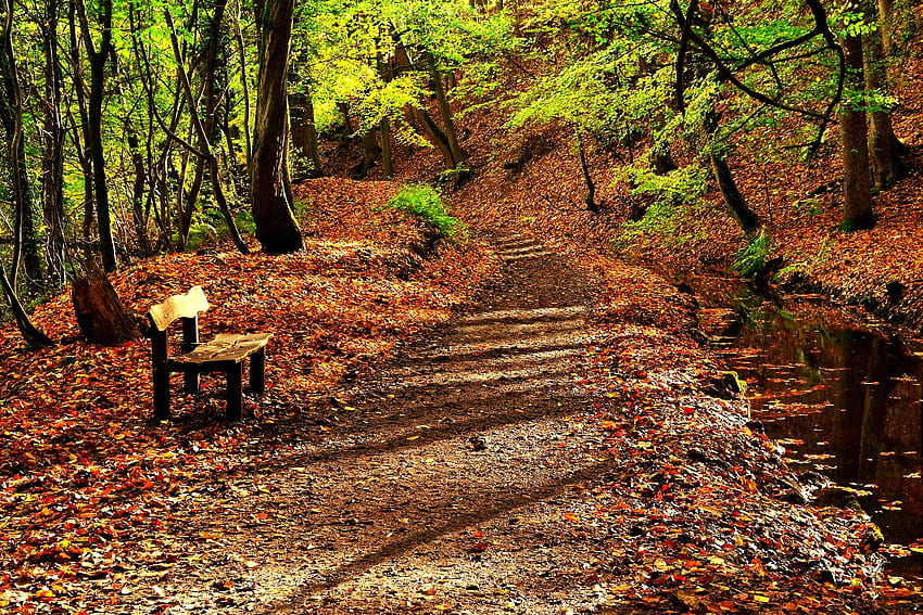Autumn Forest, Road, Bench, Leaves, Autumn HD wallpaper