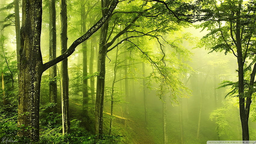 美しい緑の森, 森林 高画質の壁紙
