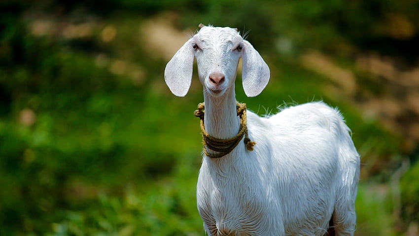 goat , goat, goats, cow goat family, pasture, snout, goat antelope, livestock, grass, plant, wildlife HD wallpaper