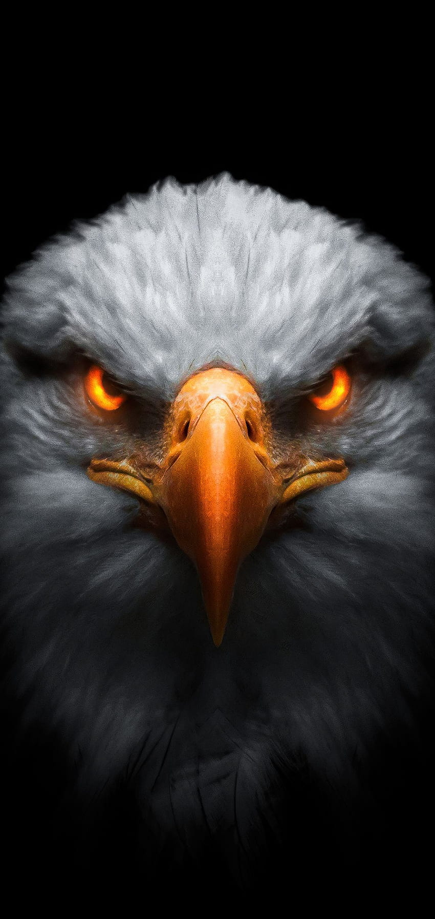 Eagle Red Glowing Eyes En Resolución. Águila, Ojos, Águila, Águila Nativa fondo de pantalla del teléfono