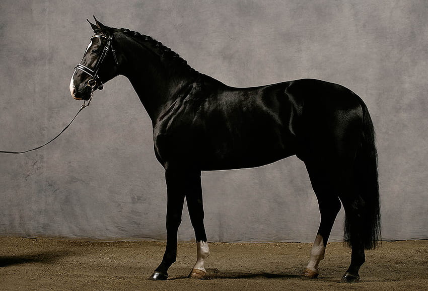 Hannoverian, horses, black, german, warmblood HD wallpaper