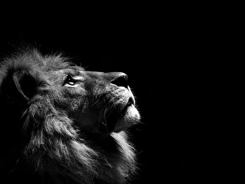 Lion majestueux Fond d'écran HD