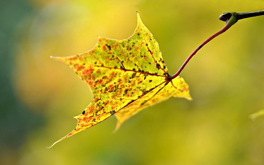 Есен, макро, размазване, гладко, лист, листа HD тапет