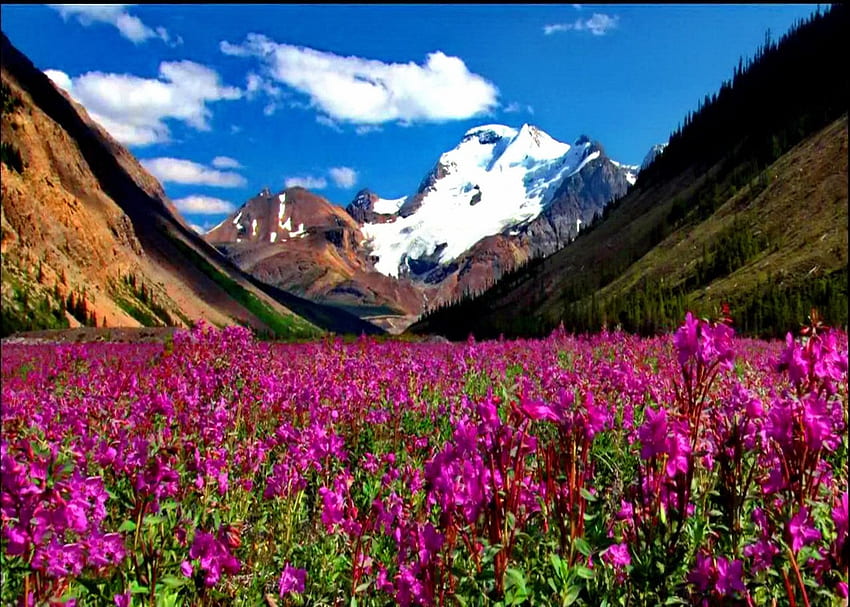 꽃의 계곡, 꽃, 눈, 구름, 하늘, 산 HD 월페이퍼