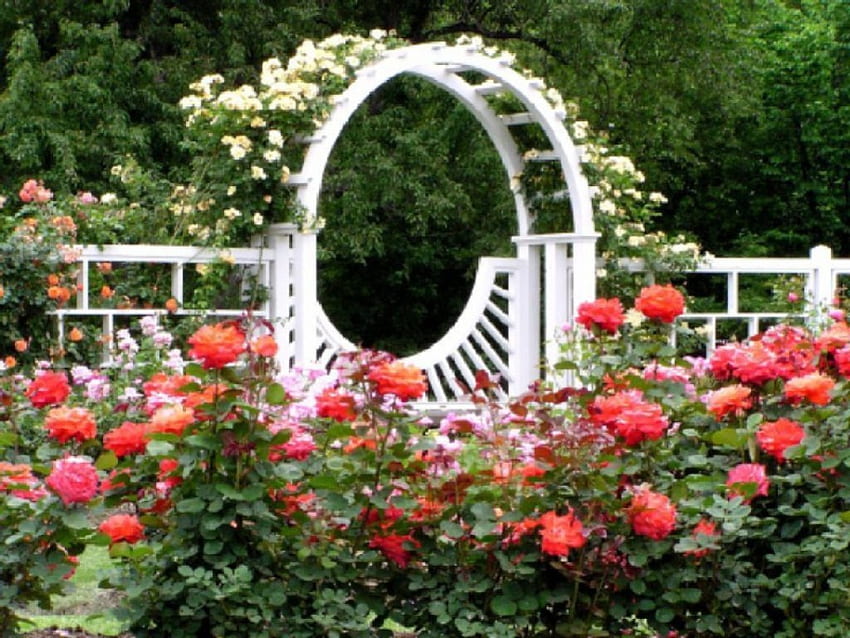 belle roseraie, jardin, nature, fleurs, roses Fond d'écran HD