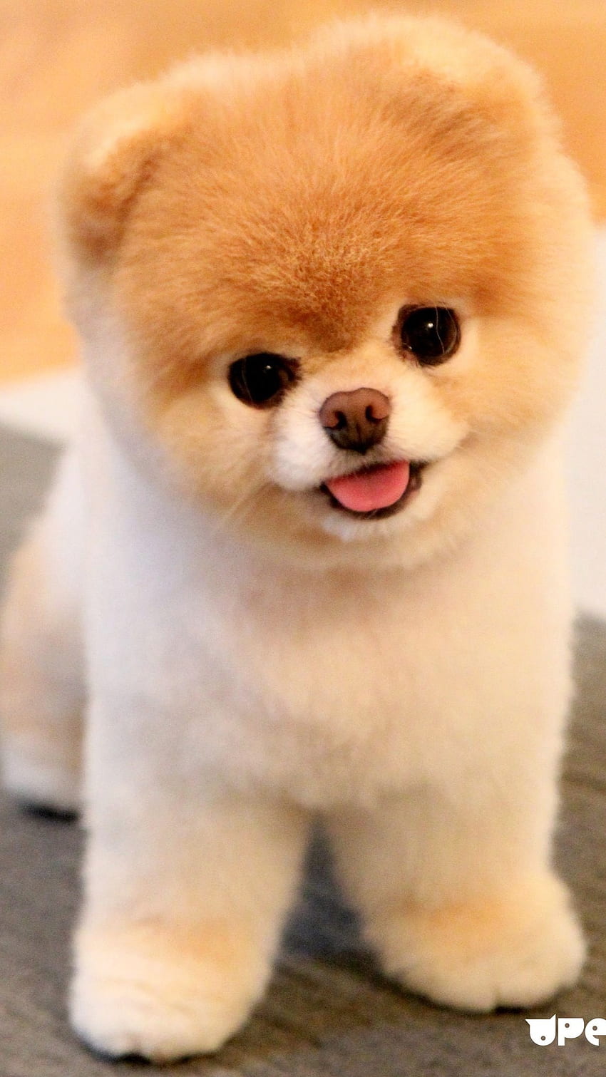 귀여운 강아지, 포메라니안 강아지 HD 전화 배경 화면