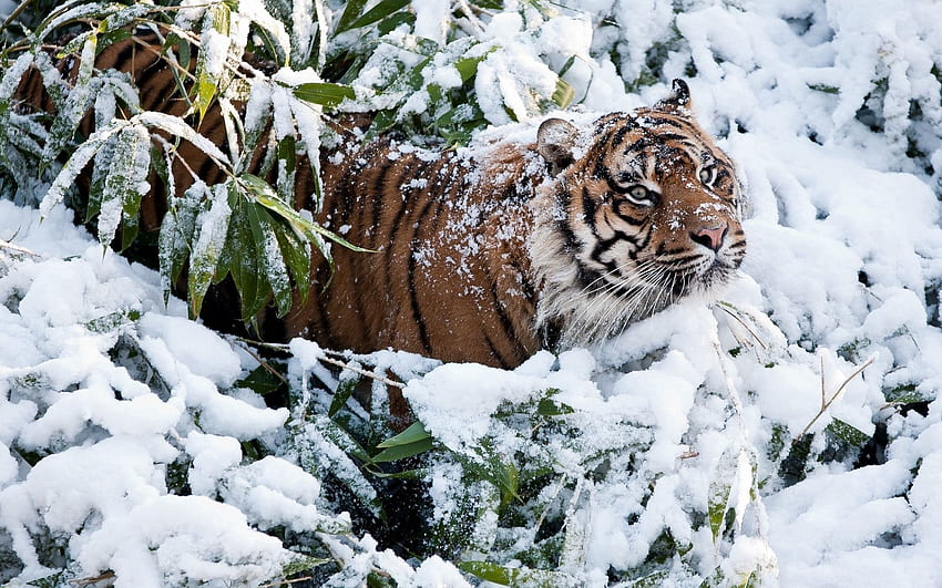 Animali, Inverno, Neve, Rami, Tigre Sfondo HD