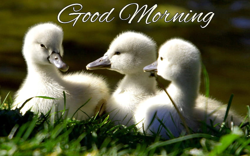 Good morning baby HD wallpapers | Pxfuel