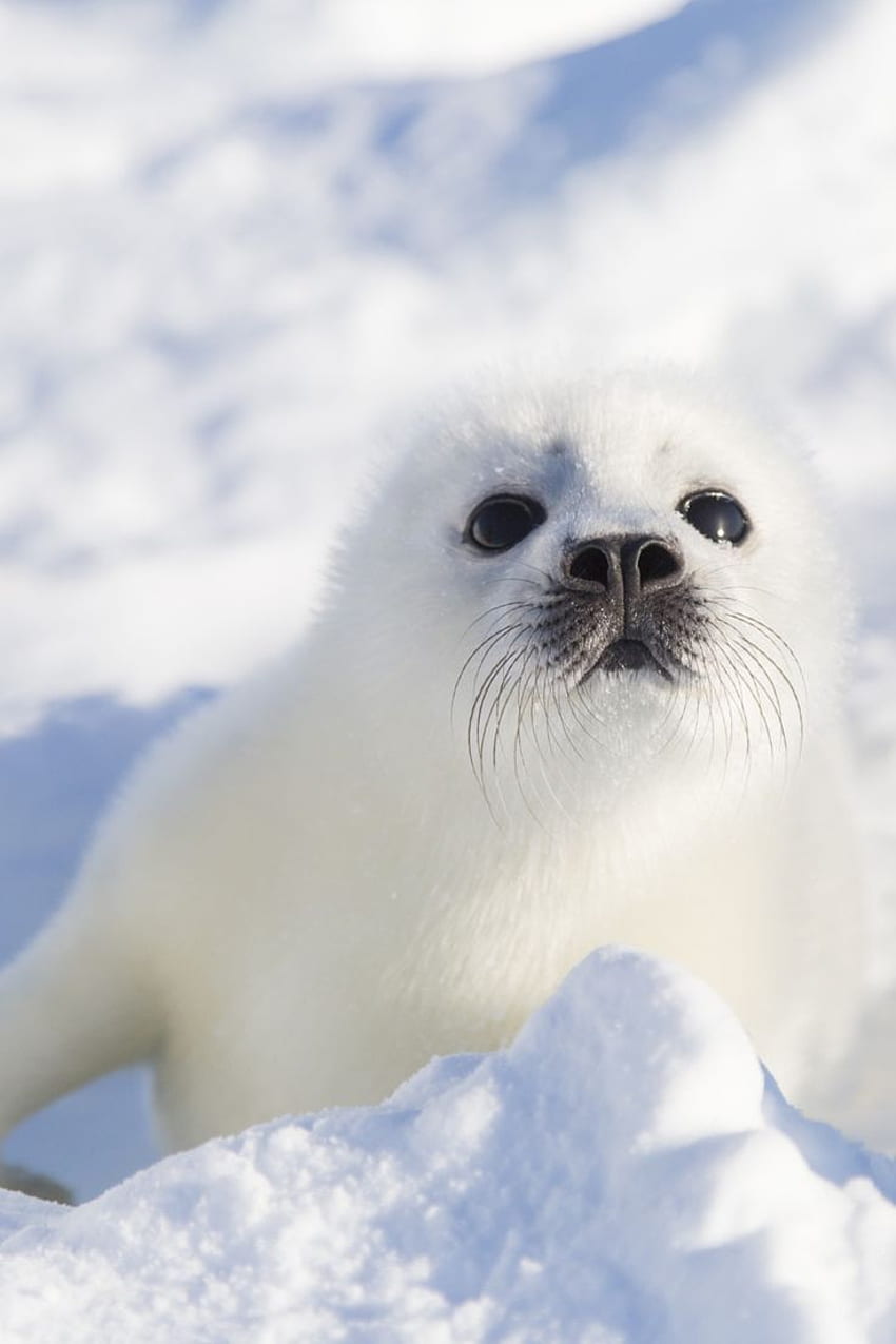 best Seals . Baby seal, Baby harp seal and Seals, Japanese White Baby Seal HD phone wallpaper