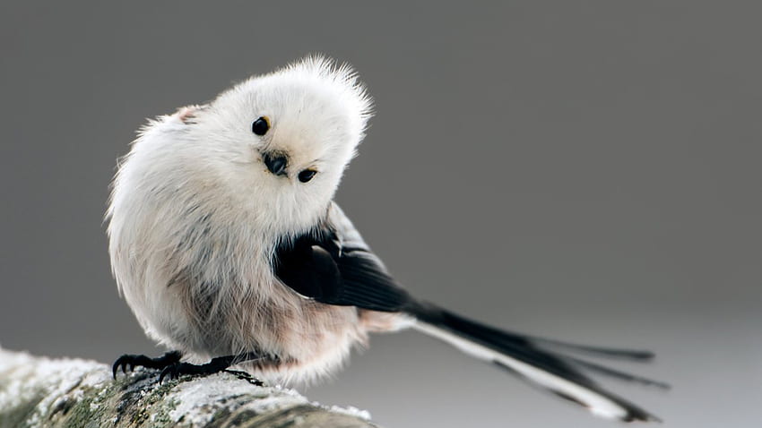 Pássaro branco preto de cauda longa está parado no tronco de árvore coberto de neve em pássaros de fundo desfocados papel de parede HD