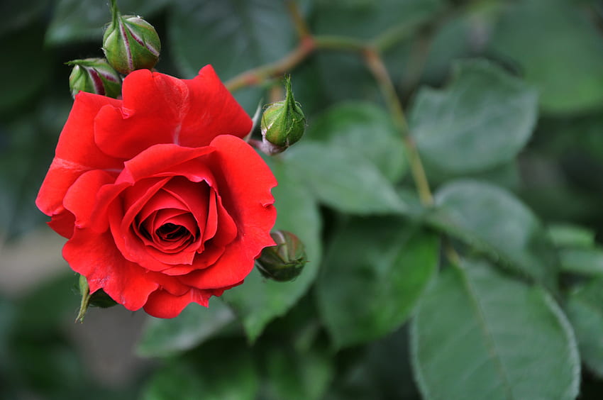 กุหลาบแดงดอกเดียว กุหลาบ ชีวิต ดอกไม้ สีแดง ธรรมชาติ วอลล์เปเปอร์ HD