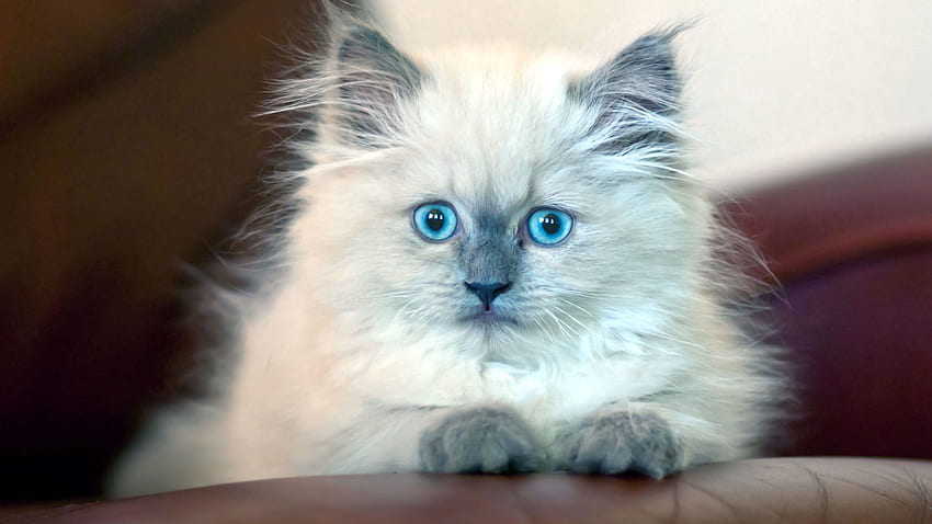 Animals, Fluffy, Kitty, Kitten, Blue-Eyed, Blue Eyed HD wallpaper
