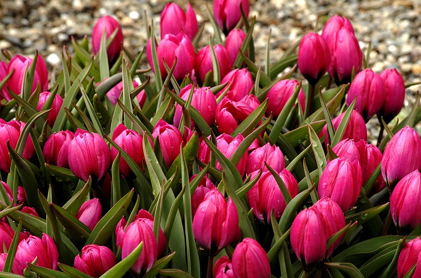 Fiori, tulipani, aiuola, aiuola, boccioli, meravigliosamente, è bello Sfondo HD