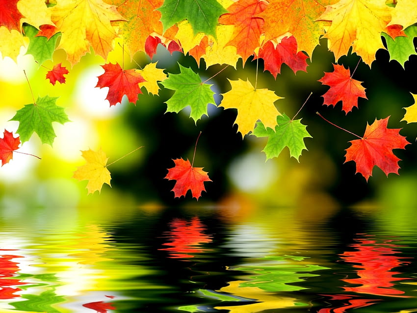 Background, Autumn, Leaves HD wallpaper | Pxfuel