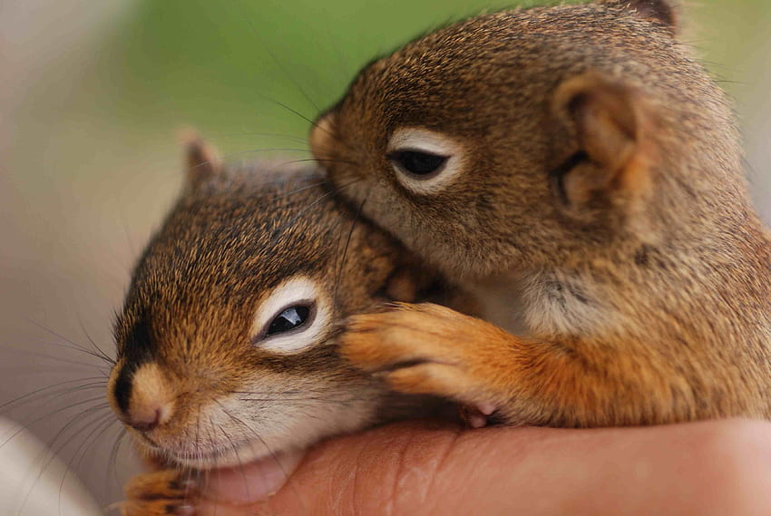 Squirrel, Baby Squirrel HD wallpaper