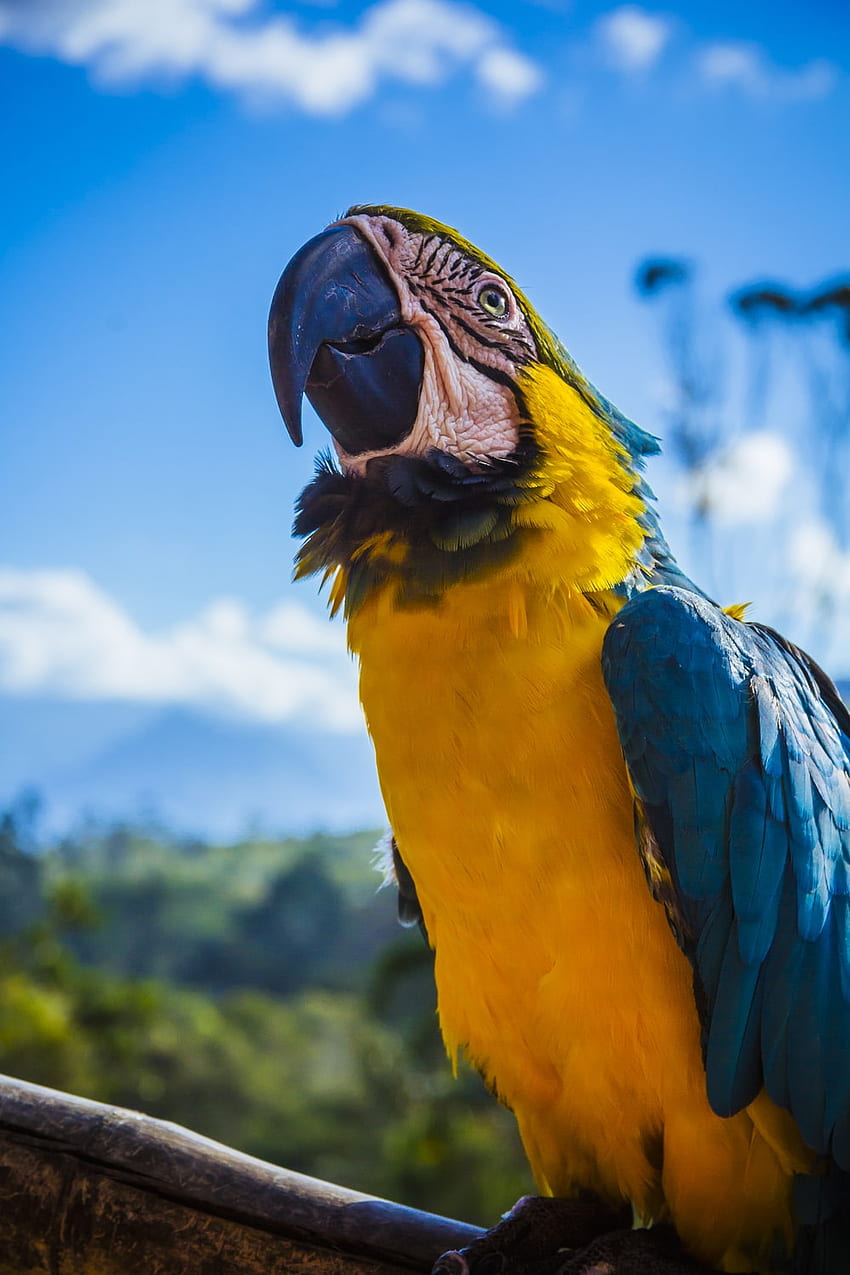 жълт и син папагал, кацнал на дърво – птица, сини папагали HD тапет за телефон
