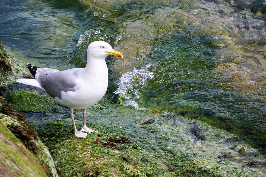Animals, Water, Bird, Gull, Seagull, Sea Bird, Seabird HD wallpaper