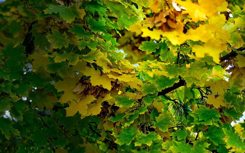 Nature, Autumn, Leaves, Shadow, Maple, September HD wallpaper