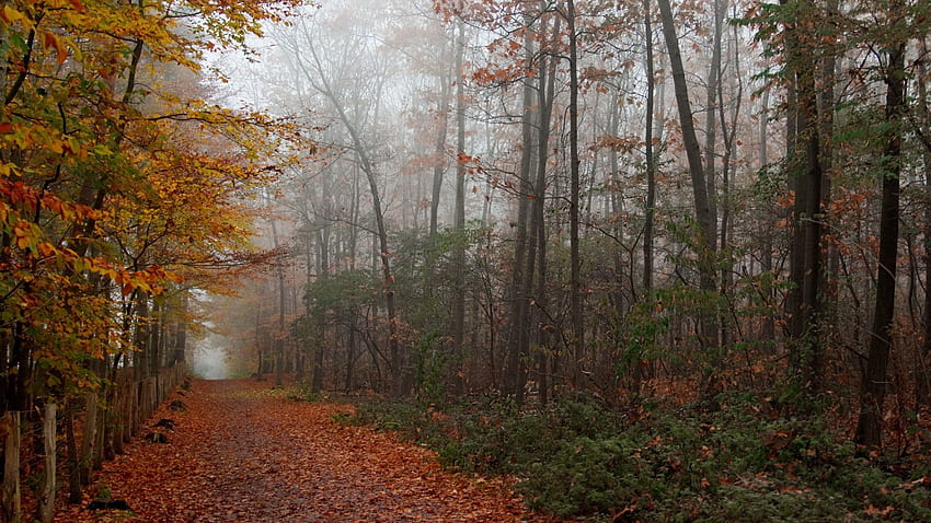 Natura, alberi, autunno, foglie, foresta, sentiero Sfondo HD