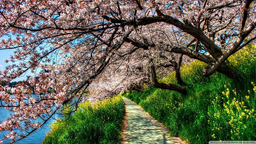 1440p Cherry Blossom, Japan Trees HD wallpaper