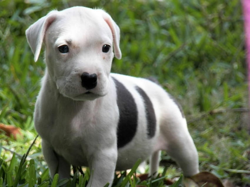 perro pitbull blanco. Cachorro de perro pitbull, pitbull terrier, perro pitbull, lindo bebé pitbull fondo de pantalla