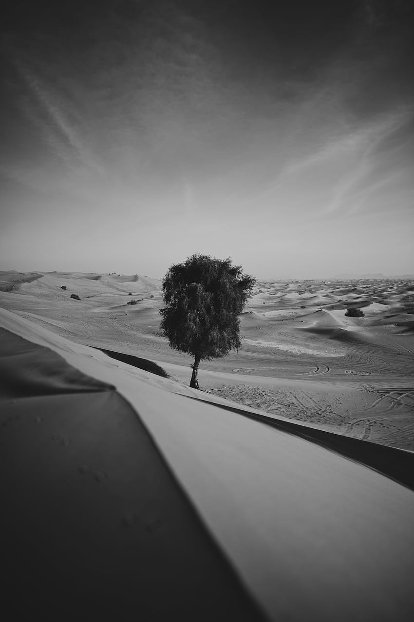 Природа, Пясък, Пустиня, Дърво, Дърво, Bw, Chb, Самотен, Сам, Дюни, Връзки HD тапет за телефон