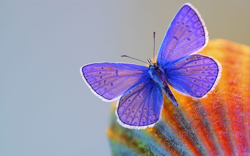 Macro, Insect, Butterfly, Wings HD wallpaper