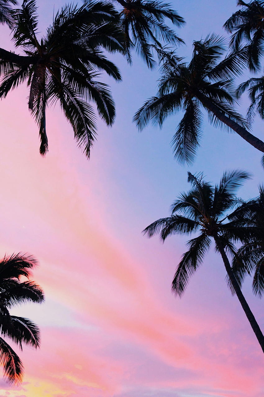 Sunset Palm Tree - Luar Biasa wallpaper ponsel HD