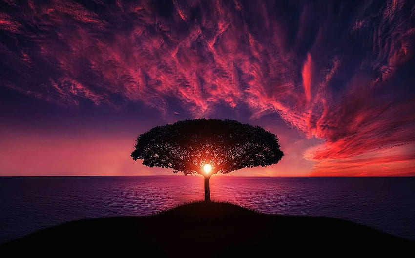 Pôr do sol da árvore incrível linda noite colorida de tirar o fôlego solitário natureza paz pacífico vermelho céu romântico ilha pôr do sol mar oceano. papel de parede HD