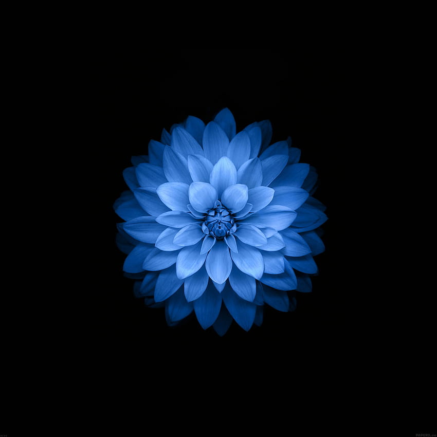 Apple Blue Lotus Iphone6 ​​Plus Ios8 Flor, Arte floral fondo de pantalla del teléfono