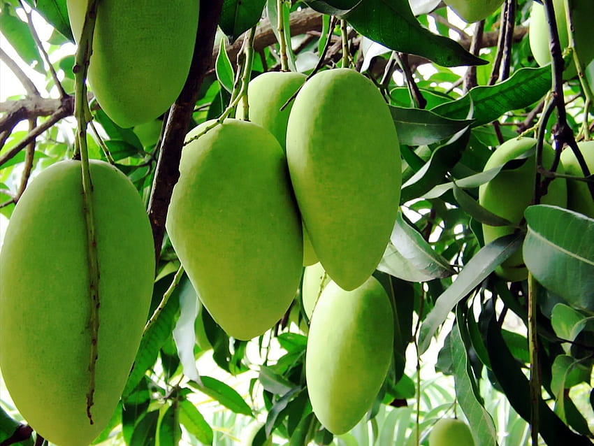 Mango Tree, Fruit Tree HD wallpaper