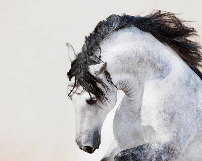Retrato andaluz gris, español, andaluz, caballos, gris, ibérico fondo de pantalla