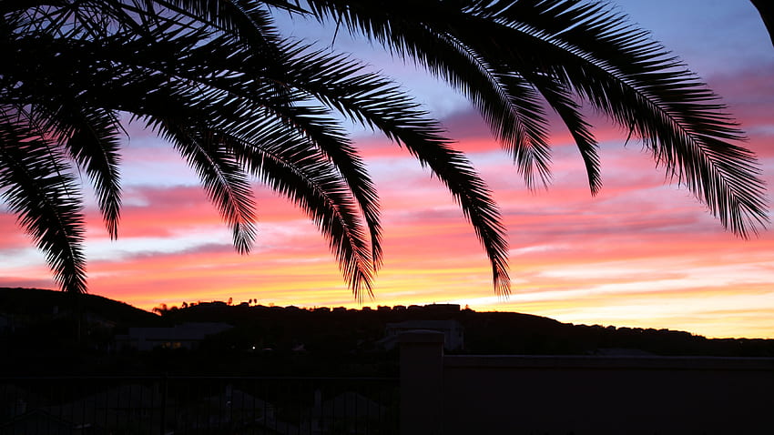 Palm Tree, Sky, Sunset Ultra,, california sunset HD wallpaper