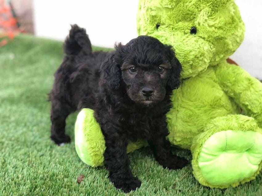 Black Labradoodle Puppies Archives ⋆ Mini Doodle Dogs, Australian