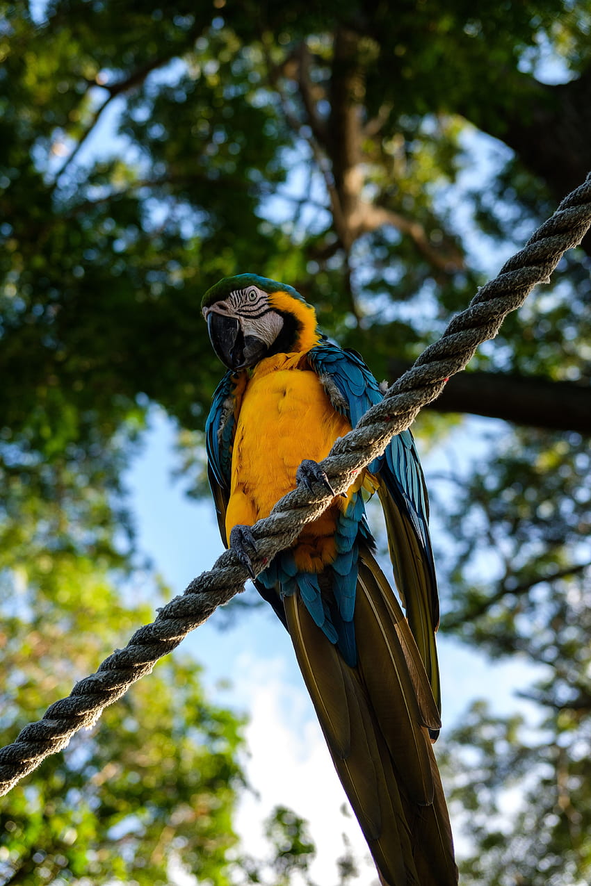 Animals, Parrots, Bird, Is Sitting, Sits, Macaw, Rope HD phone wallpaper