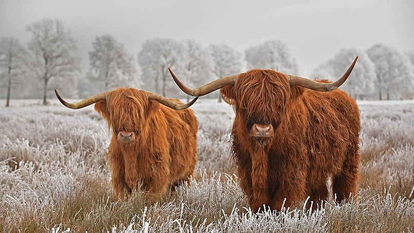 Highland cattle stare down winter by .hub.app, Cow HD wallpaper