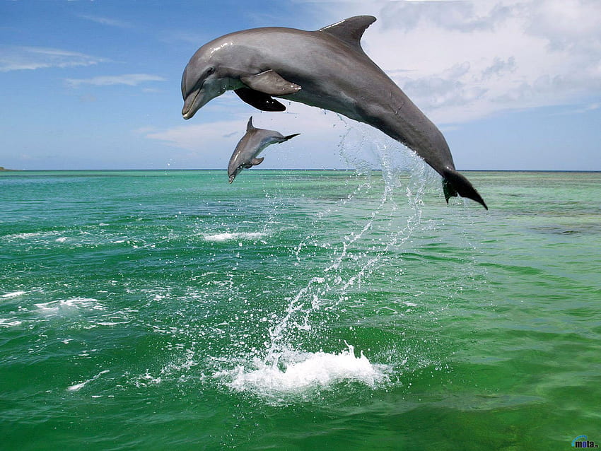 Wild Dolphin . Обои для рабочего стола Дельфины. Соседи, Baby Dolphin HD wallpaper